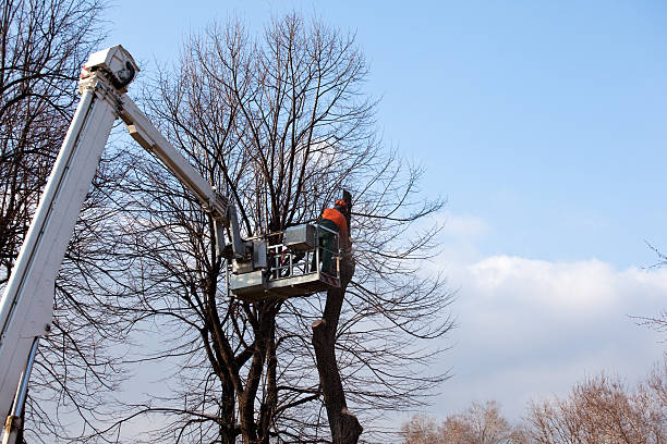 Best Tree Risk Assessment  in Soda Springs, ID